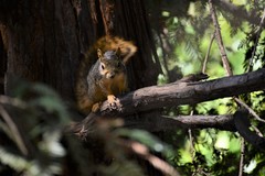 Sciurus niger rufiventer