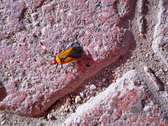 Dysdercus peruvianus