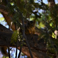 Sciurus niger rufiventer