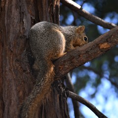 Sciurus niger rufiventer