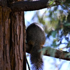 Sciurus niger rufiventer