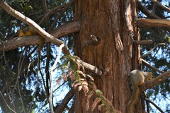 Sciurus niger rufiventer