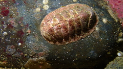 Tripoplax trifida
