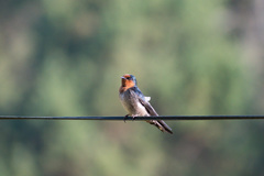 Hirundo domicola