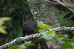 Turdus simillimus