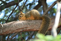Sciurus niger rufiventer