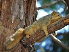 Sciurus niger rufiventer