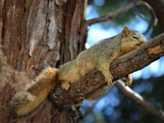 Sciurus niger rufiventer