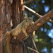 Western Fox Squirrel - Photo (c) Levin Pratte, some rights reserved (CC BY-NC), uploaded by Levin Pratte