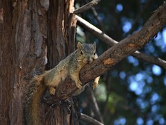 Sciurus niger rufiventer
