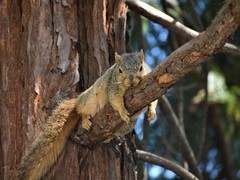 Sciurus niger rufiventer