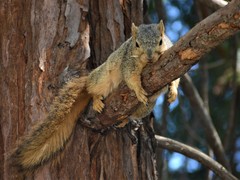 Sciurus niger rufiventer