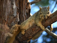 Sciurus niger rufiventer