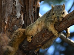Sciurus niger rufiventer