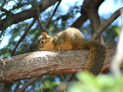 Sciurus niger rufiventer