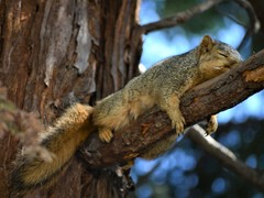 Sciurus niger rufiventer