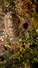 Tripoplax trifida