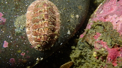 Tripoplax trifida