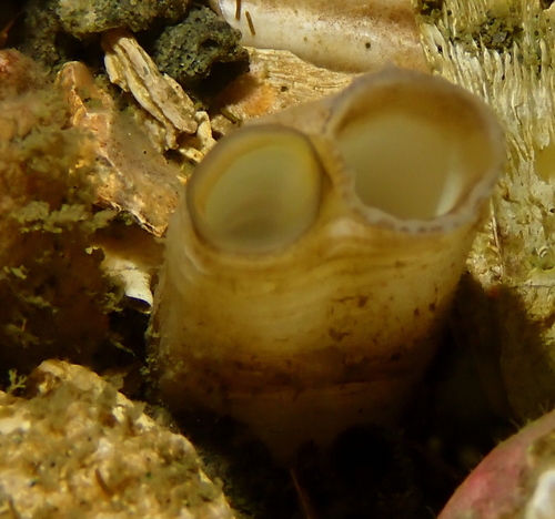 Truncate Softshell Clam