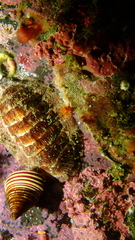 Tripoplax trifida