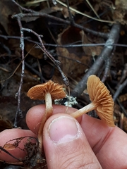 Meottomyces dissimulans