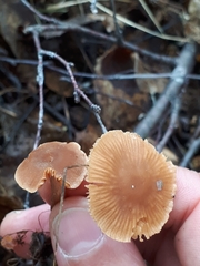 Meottomyces dissimulans