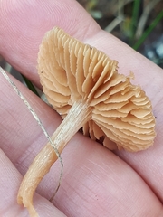 Meottomyces dissimulans