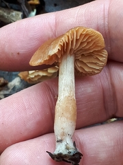 Meottomyces dissimulans