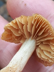 Meottomyces dissimulans