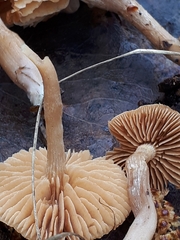 Meottomyces dissimulans