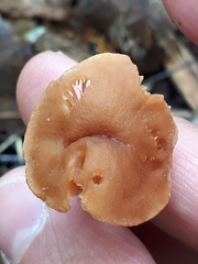 Meottomyces dissimulans