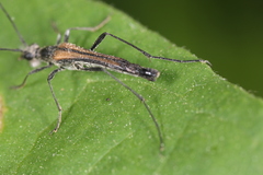 Strangalia acuminata