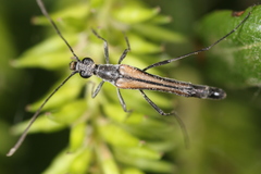 Strangalia acuminata