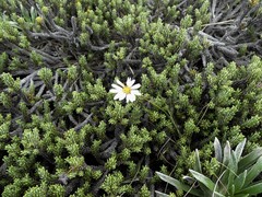 Celmisia ramulosa tuberculata