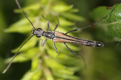Strangalia acuminata
