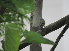 Todirostrum poliocephalum