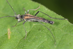 Strangalia acuminata