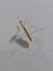 Bistanta mexicana