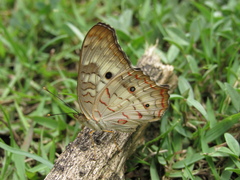 Anartia jatrophae