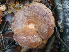 Lactarius tawai