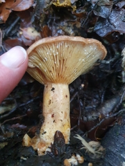 Lactarius tawai