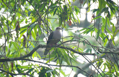 Ducula cuprea
