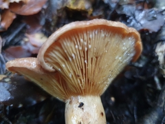 Lactarius tawai