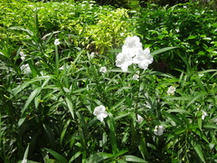 Ruellia metziae
