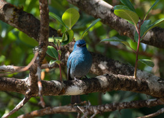 Eumyias albicaudatus