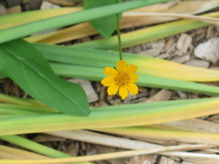 Cosmos sulphureus
