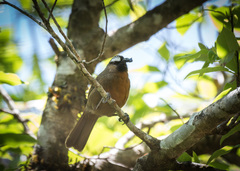 Montecincla cachinnans