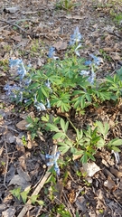 Corydalis turtschaninovii