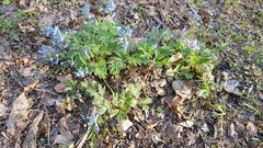 Corydalis turtschaninovii