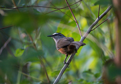 Montecincla fairbanki